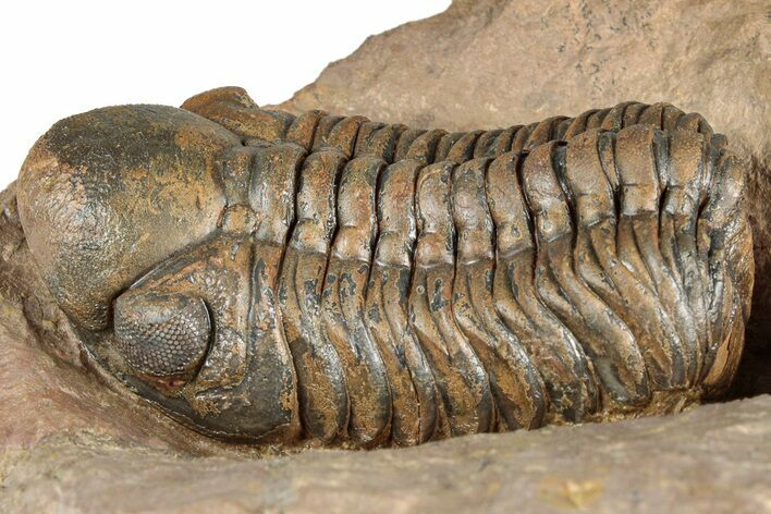 Detailed Reedops Trilobite - Lghaft, Morocco #359489